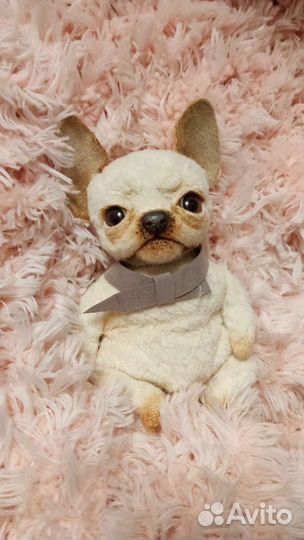 Тедди собачка чихуахуа