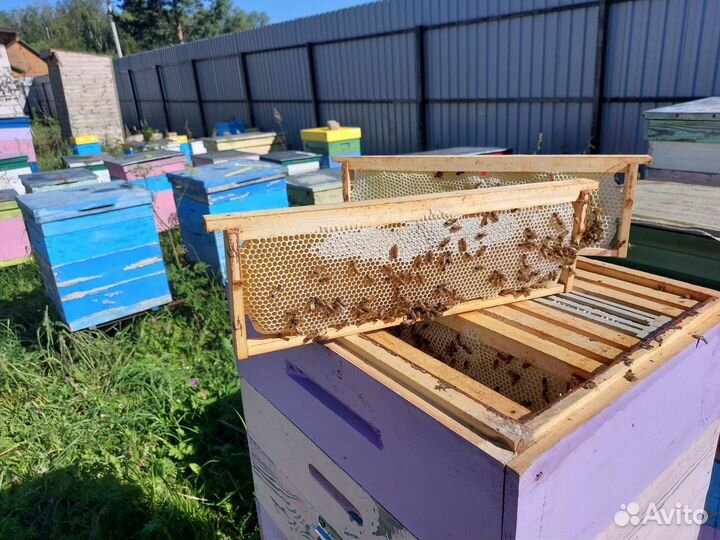 Пчелопакеты бакфаст карника в Москве