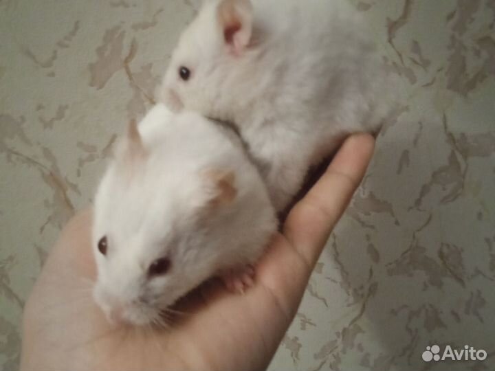 Отдам хомяка с клеткой