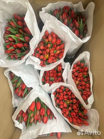 Продам тюльпаны