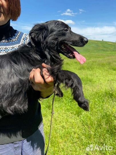 Небольшая собачка ищет дом