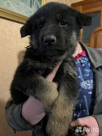 Щенки восточно-европейской овчарки