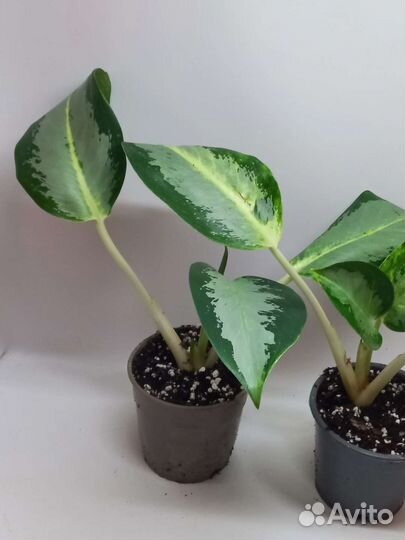 Аглаонема Сильвер бью или уши слона