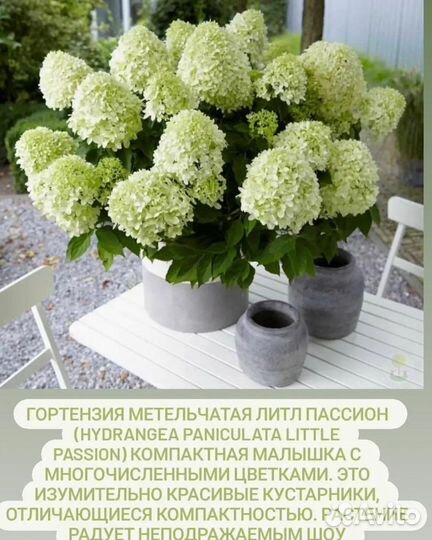 Гортензия метельчатая