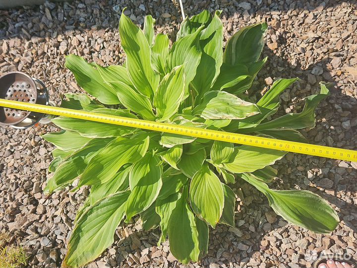 Хоста и бадан