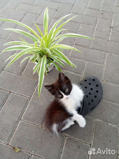 Корейка Тимофей