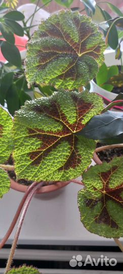 Бегония мэсона