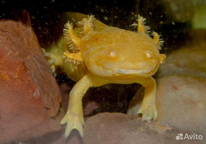 Крабы аквариумные, Аксолотли, Тритоны, Лягушки