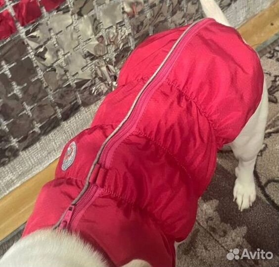 Одежда для собак