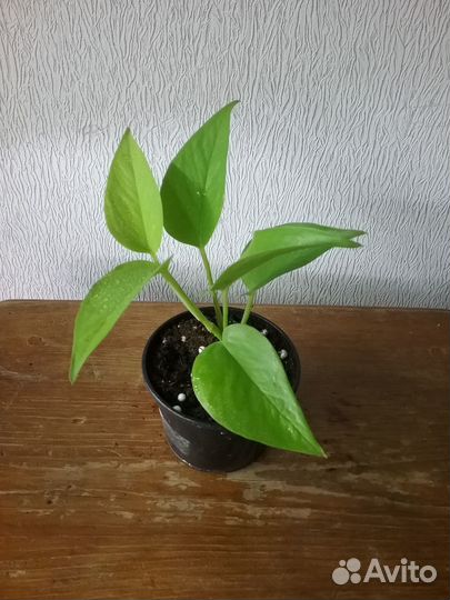 Сциндапсусы Эпипремнумы