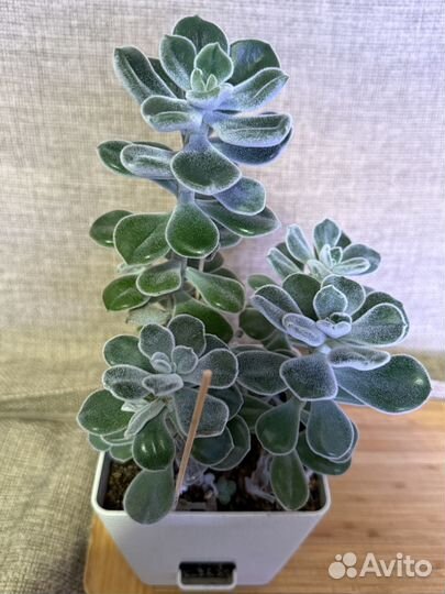 Echeveria pulvinata 