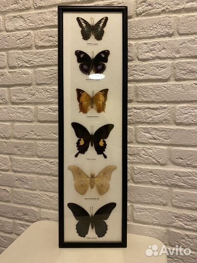 Бабочки коллекционные в рамке под стеклом
