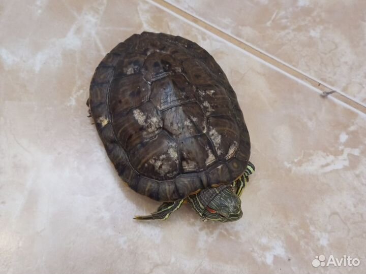 Красноухая черепаха