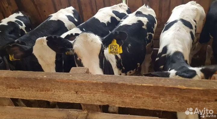 Телята бычки