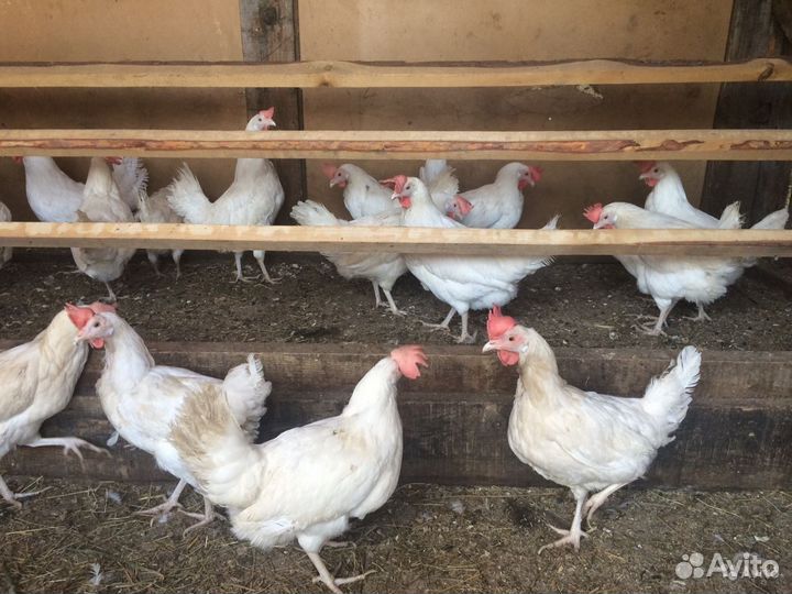 Куры молодки несушки от 9 мес
