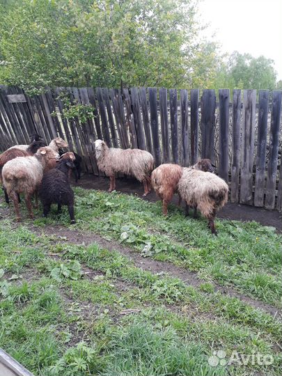 Продам овец