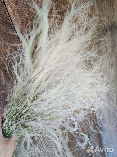 Стифа сухоцвет