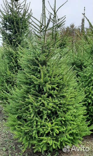 Ель Европейская обыкновенная 200-250