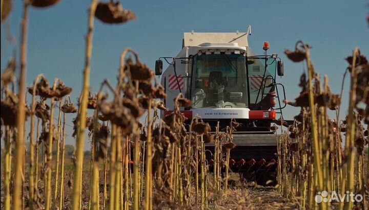 Семена гибрида подсолнечника 
