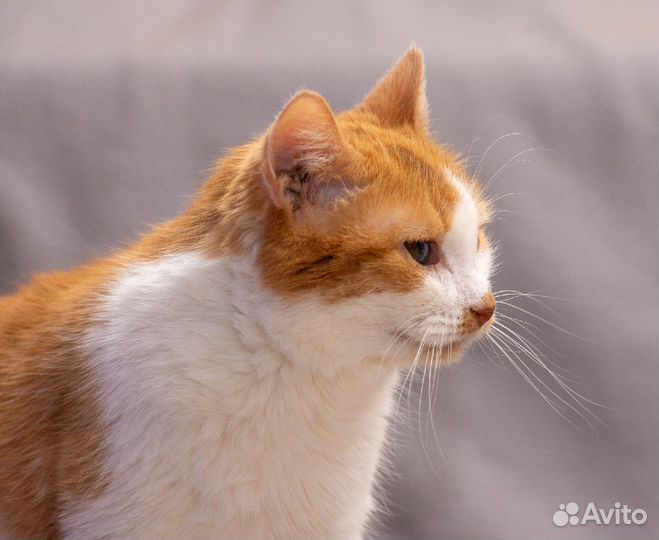 Миниатюрная кошечка Липа