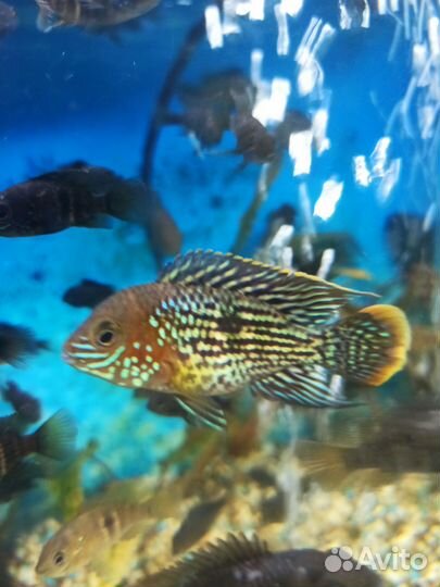 Рыбы цихлиды