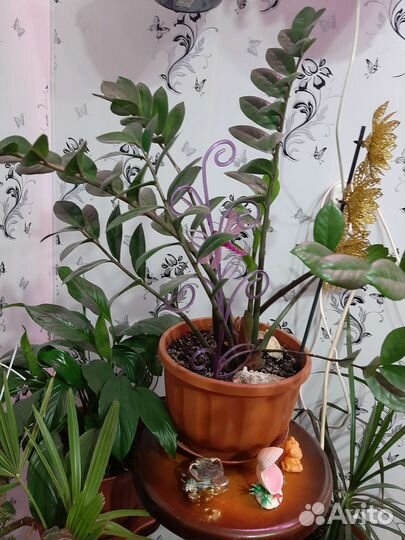 Замиокулькас долларовое дерево