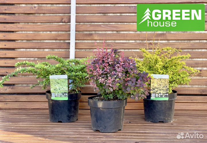 Клематис в ассортименте