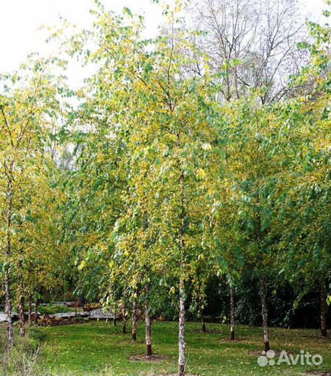 Саженцы Береза черная Betula nigra (Бетула Нигра)