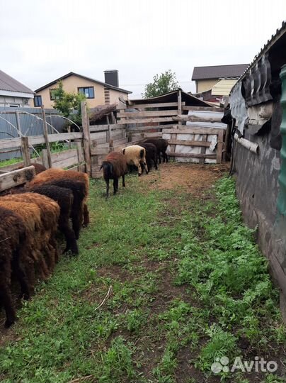 Курдючные бараны