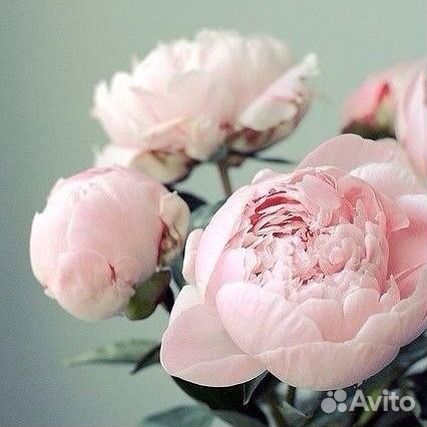 Цветы растения любые на выбор