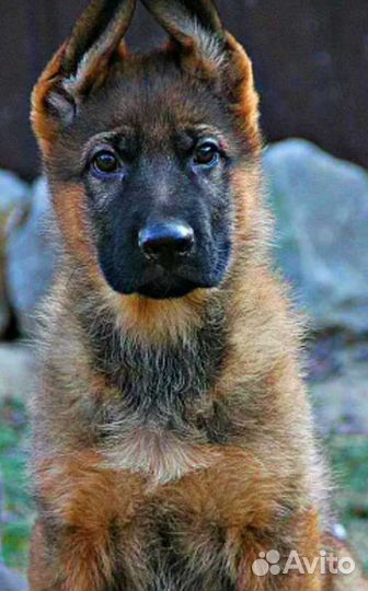Немецкие овчарки RKF