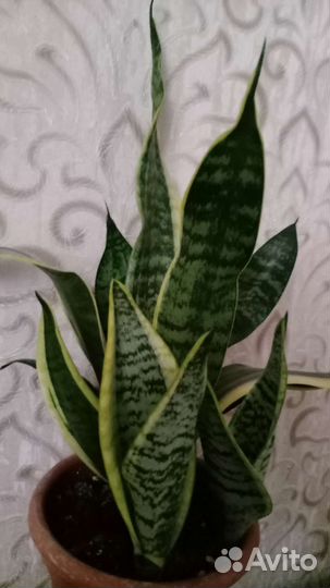 Сансевиерия