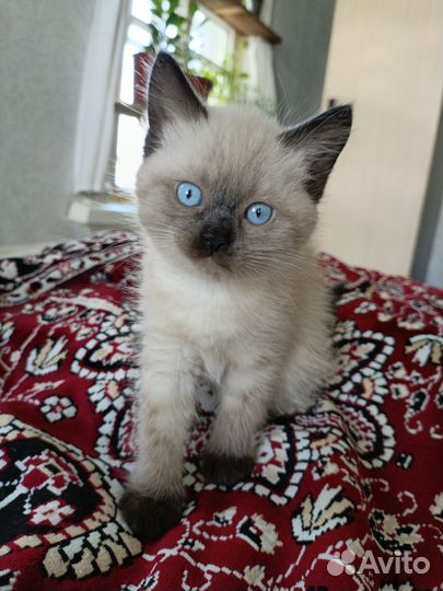 Коты отдам в добрые руки