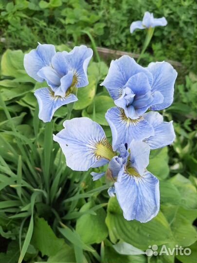 Цветы многолетники: ирисы, лилейники, хосты