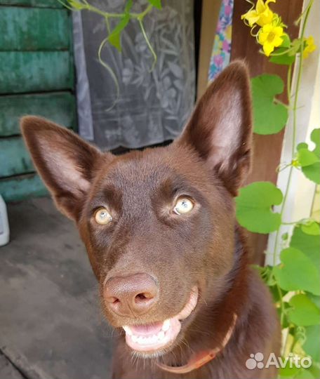 Шоколадка в добрые руки