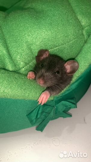 Крыса дамбо бесплатно