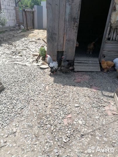 Продам курей брама