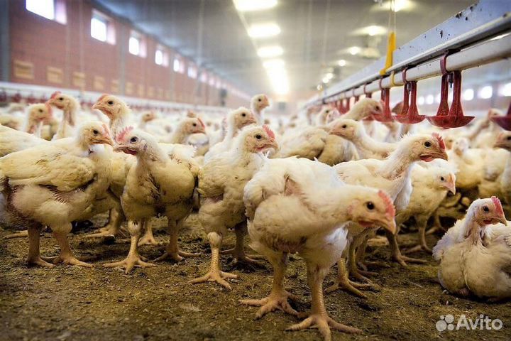 Вахта.Изготовитель полуфабрикатов (питание,жилье)