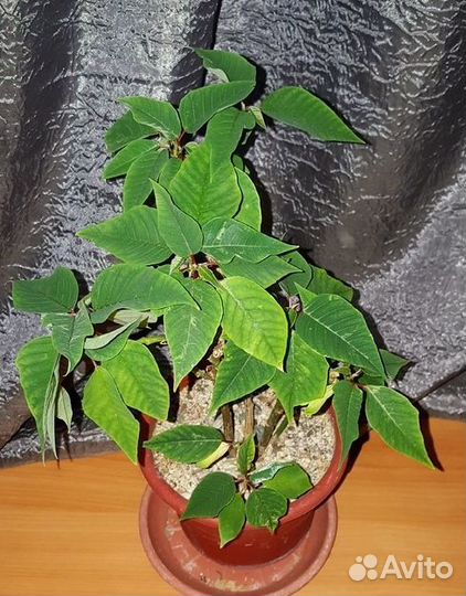 Суккуленты