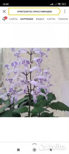 Драцена. Нефролепис