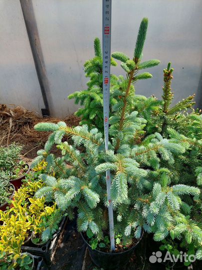 Ель колючая голубая форма Глаука