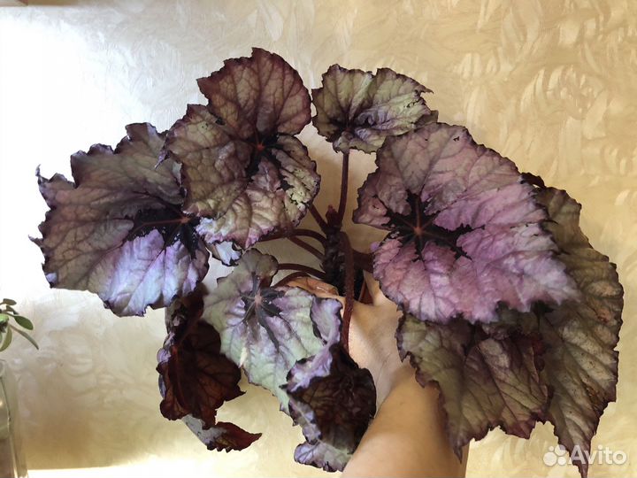 Бегония Декоративно-лиственные