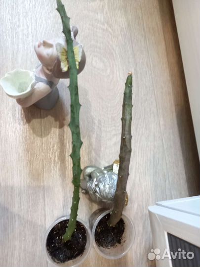 Церопегия Робинзиана