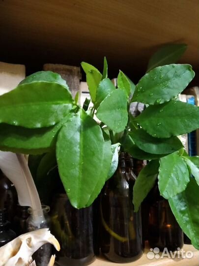 Педилантус черенки