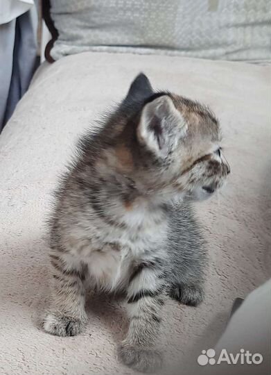 Котята в дар