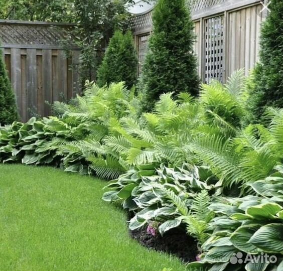 Папоротник, Астильба, хосты, многолетние цветы