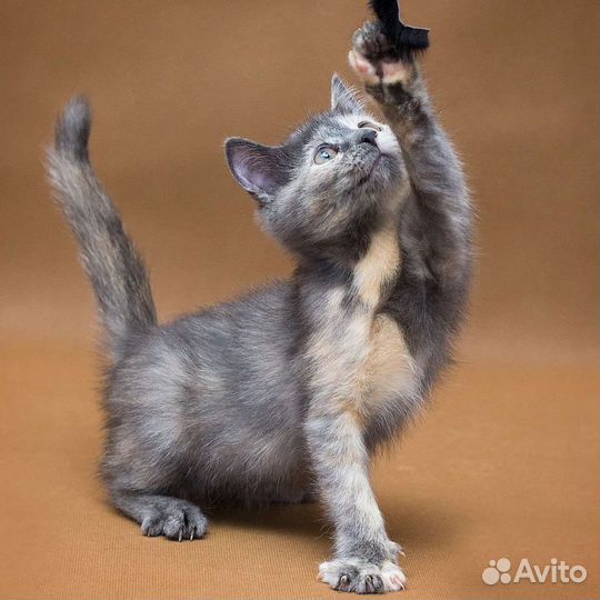 Котенок девочка в добрые руки