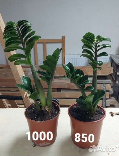 Замиакулькас чёрный Равен, Зензи