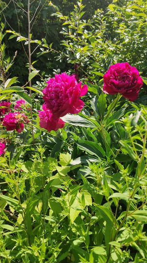 Дача 20 м² на участке 6 сот.