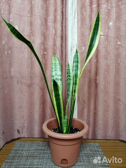 Сансевиерия